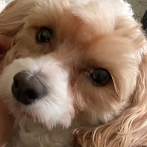 Meet your Posher, Corina